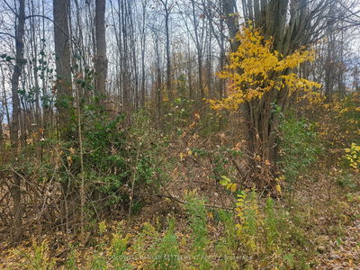 Lot 5 BUSH Rd, Rideau Lakes - Rideau Lakes (South Crosby) Twp image-0-3