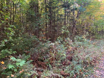  SUGAR BUSH Rd, Magnetawan - Magnetawan image-0-1