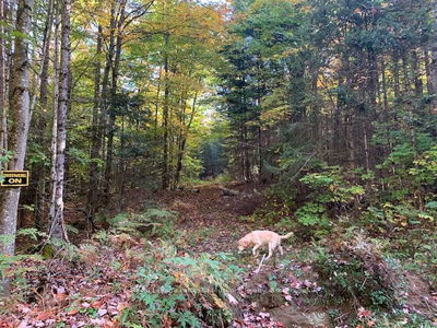  SUGAR BUSH Rd, Magnetawan - Magnetawan image-0-2