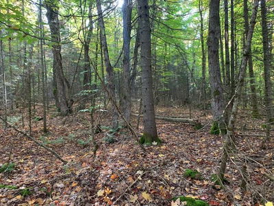  SUGAR BUSH Rd, Magnetawan - Magnetawan image-0-3