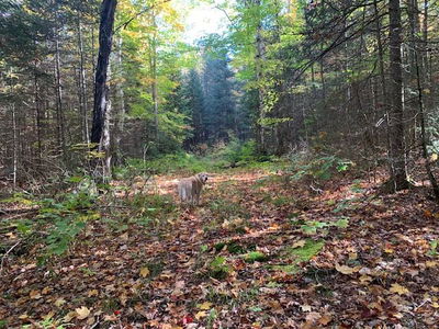  SUGAR BUSH Rd, Magnetawan - Magnetawan image-0-4