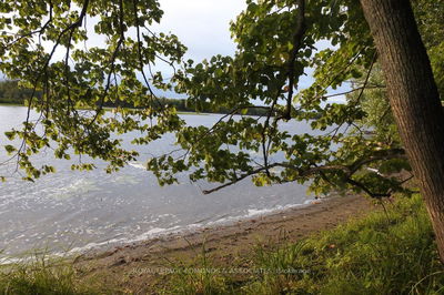  BUTTERNUT, Beachburg - Whitewater Region image-0-1