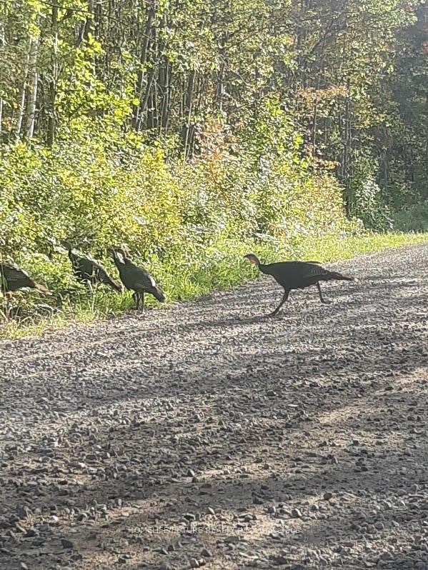 00 BAKER VALLEY Rd, Frontenac, K0H 0B6 | Image 3