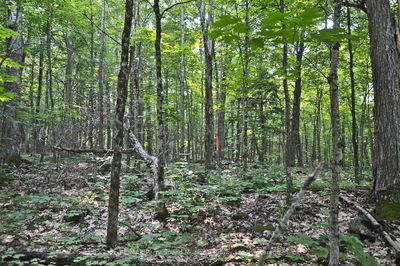 Unit Part 1 —  Lyndsey Lane, McKellar - McKellar image-0-1