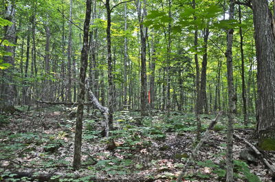 Unit Part 2 —  Lyndsey Lane, McKellar - McKellar image-0-1