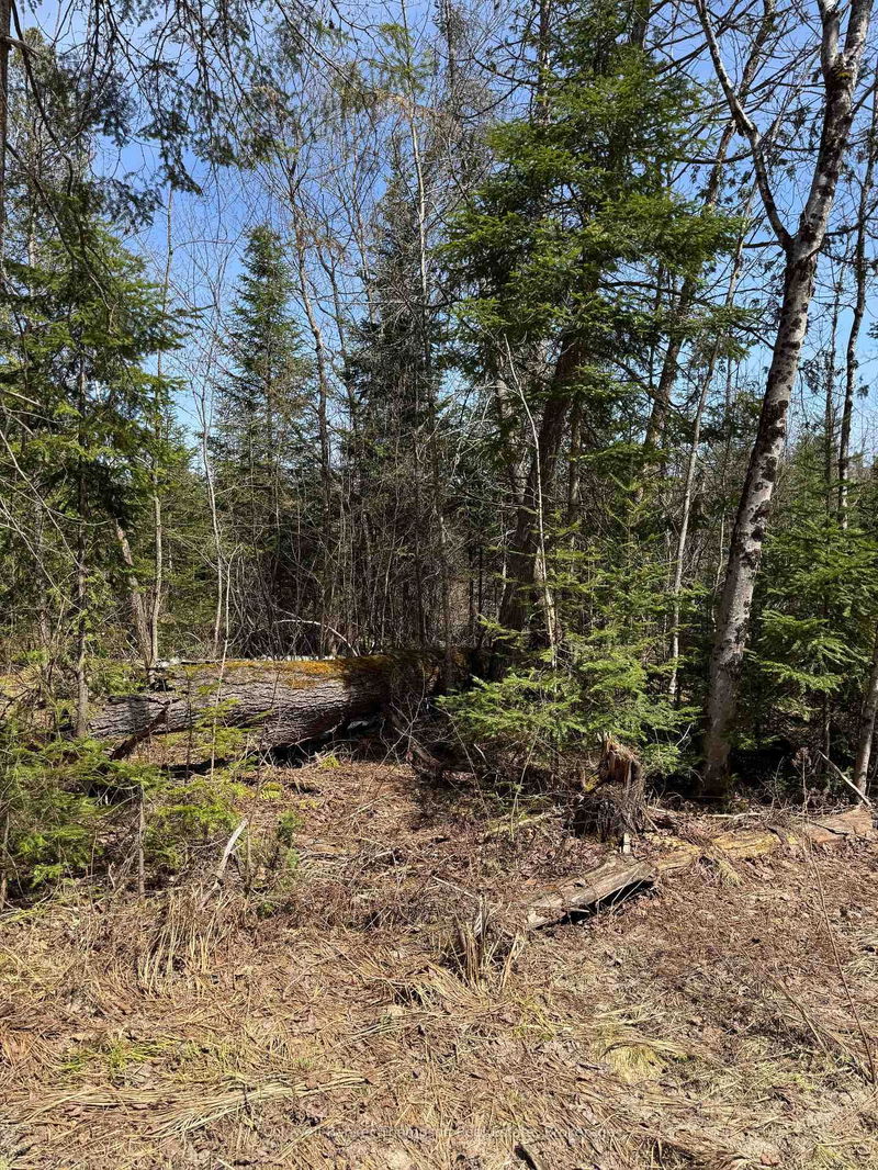 2524 Fern Glen Rd, McMurrich/Monteith - McMurrich image-0-0