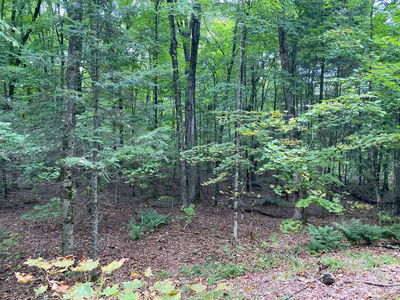 1080 Healey Lake Rd, Bracebridge - Macaulay image-0-3
