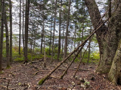 1080 Healey Lake Rd, Bracebridge - Macaulay image-0-4
