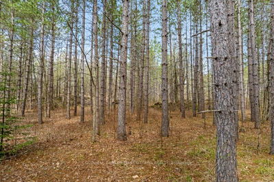 470 11th Line South Sherbrooke Rd, Maberly - Bathurst/Burgess & Sherbrooke (South Sherbrooke) Twp image-0-4