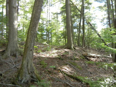  Glen Alda Rd, North Kawartha - North Kawartha