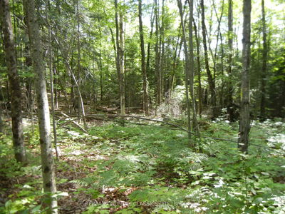  Glen Alda Rd, North Kawartha - North Kawartha image-0-1