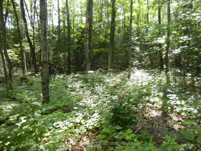  Glen Alda Rd, North Kawartha - North Kawartha image-0-2