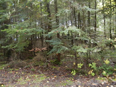  Glen Alda Rd, North Kawartha - North Kawartha image-0-3