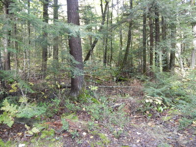  Glen Alda Rd, North Kawartha - North Kawartha image-0-4