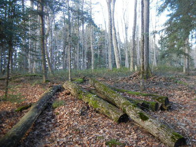  Knox Point Rd, North Kawartha - North Kawartha