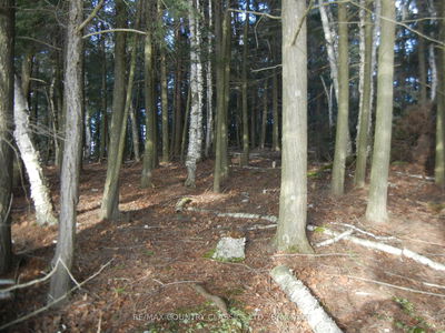  Knox Point Rd, North Kawartha - North Kawartha image-0-1