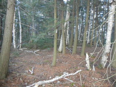  Knox Point Rd, North Kawartha - North Kawartha image-0-2
