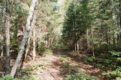445 Fox Ru, Temagami - Temagami image-0-3
