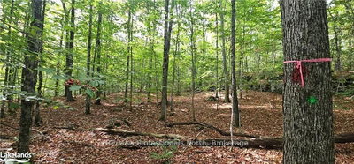 SOUTH HORN LAKE Rd, Magnetawan - Magnetawan image-0-2