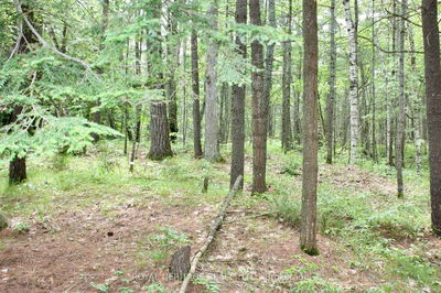Unit LOT 2 — N/A-WAO Kasshabog Lake, Havelock-Belmont-Methuen - Havelock-Belmont-Methuen image-0-3