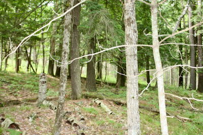Unit LOT 3 — N/A-WAO Kasshabog Lake, Havelock-Belmont-Methuen - Havelock-Belmont-Methuen image-0-4