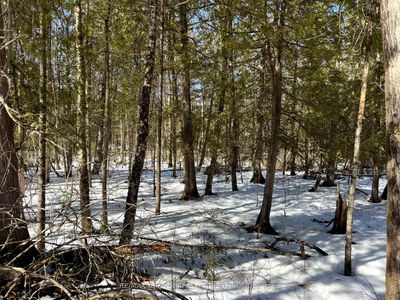 LT 17 CON 13 Richards Rd, Mattawa - Mattawa image-0-2