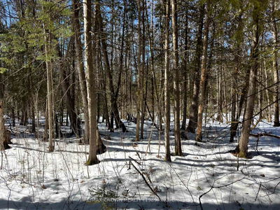 LT 17 CON 13 Richards Rd, Mattawa - Mattawa image-0-3
