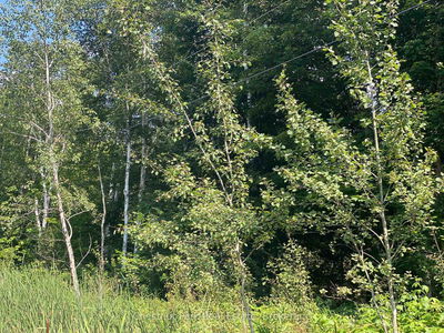 N/A 117, Lake of Bays - Ridout image-0-1