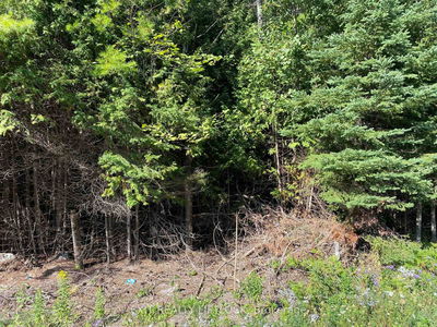 590 County Rd 40, Asphodel-Norwood - Norwood image-0-4