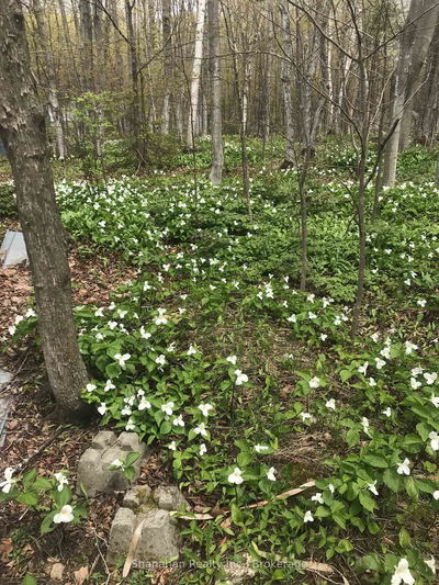 46 Maple Golf Cres, Northern Bruce Peninsula - Northern Bruce Peninsula image-0-2