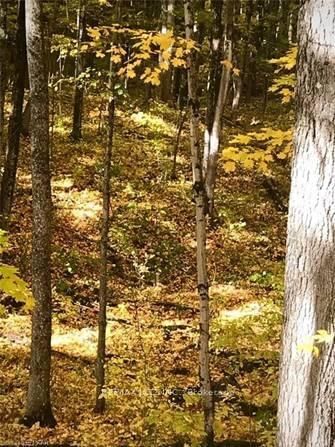 941 Northey's Bay (Next) Rd, North Kawartha - Rural North Kawartha image-0-4