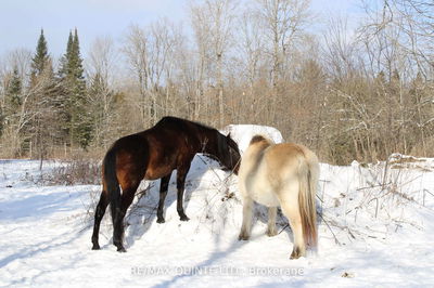 494 Twin Sister Lakes Rd, Limoges - Marmora Ward image-0-1