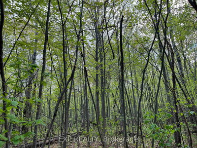 Lot 13 Sandy Shores Tr, Barry's Bay - Madawaska Valley image-0-4