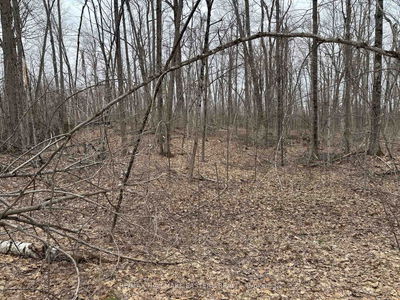 96 Woodland Crt, Trent Lakes - Trent Lakes image-0-2