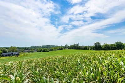 00 Smylie Rd, Hamilton Township - Rural Hamilton image-0-3