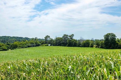 00 Smylie Rd, Hamilton Township - Rural Hamilton image-0-4