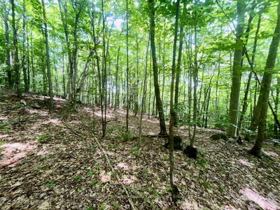 PTLT 14 SILVERWOOD Rd, Minden Hills - Snowdon image-0-3