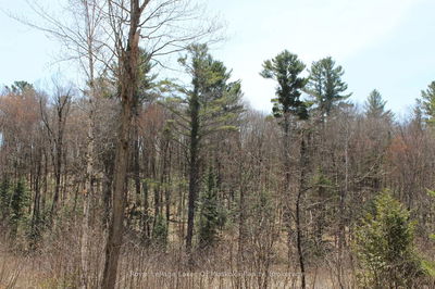0000 South Ril Lake Rd, Lake of Bays - Ridout image-0-2