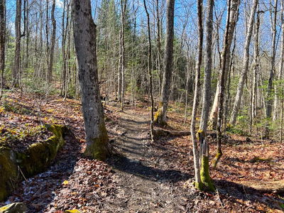 290 Whitestone Lake Rd, Whitestone - Hagerman image-0-4