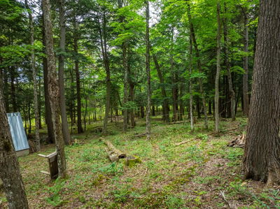131 MOONWING Rd, Magnetawan - Ahmic Harbour image-0-3