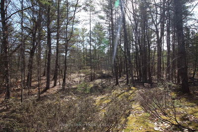 LOT 15 Concession 9, Trent Lakes - Trent Lakes