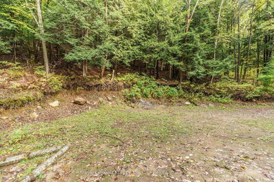 1059 Livingstone Lake Rd, Algonquin Highlands - Sherborne image-0-3