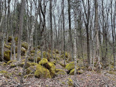 PT LT 9 CON 14 EBR PT 12 Concession, Northern Bruce Peninsula - Northern Bruce Peninsula image-0-4