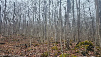 PT LT 15 Concession Rd 21 Rd, Georgian Bluffs - Georgian Bluffs image-0-4