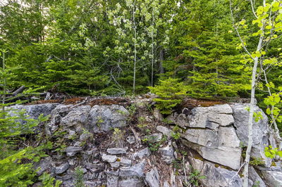 Part Farm Lot 4 CHI SIN TIB DEK Rd, Northern Bruce Peninsula - Northern Bruce Peninsula image-0-4