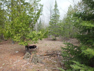 N/A Dial Rd, Central Manitoulin -  image-0-1