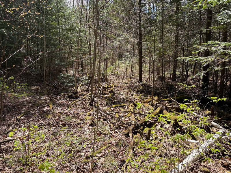 00 Monck Rd, Bancroft - Faraday image-0-0