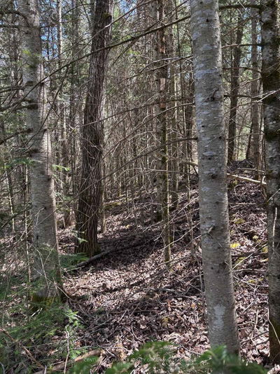 01 Monck Rd, Bancroft - Faraday image-0-2