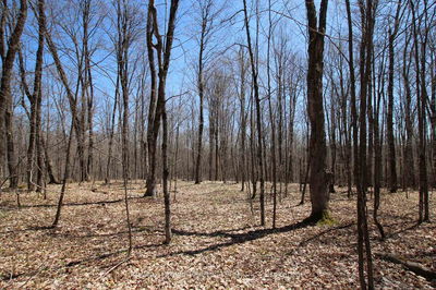  534 Hwy Highway, Parry Sound Remote Area - Restoule image-0-4