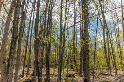 1030 Birchview Rd, Douro-Dummer - Douro-Dummer image-0-2